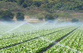 Agriculture